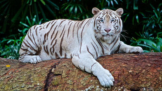 photo of tiger during daytime thumbnail
