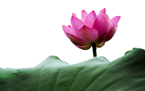 photo of pink petaled flower thumbnail