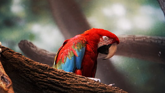 selective focus photography of Scarlet Parrot on tree thumbnail