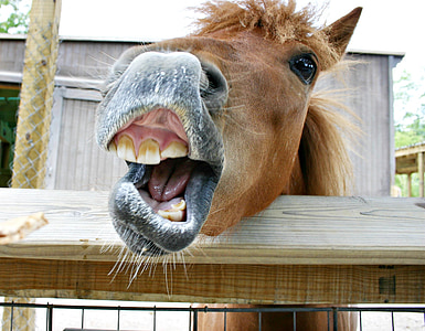 closeup photography of brown horse thumbnail