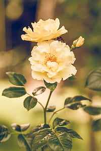 shallow focus photography of white flowers thumbnail