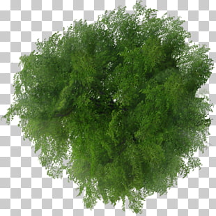 Tree Plan File viewer, tree top view, green leaves PNG clipart
