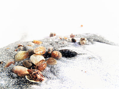 closeup photo of seashells on sand thumbnail