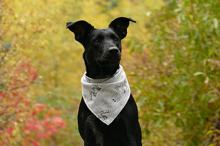 adult black Labrador retriever sitting on the flower field thumbnail