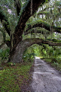 pathway surrounded by trees thumbnail