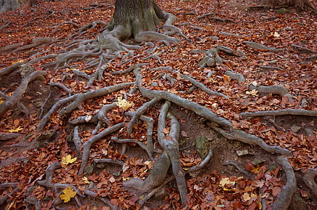 brown tree roots on focus photo thumbnail