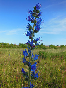 Echium Vulgare L, Nectar Plant thumbnail