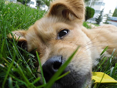 short-coated fawn dog lying on the field thumbnail