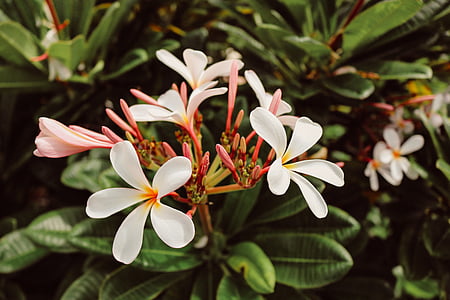 selective focus photo of white Plumeria flower thumbnail