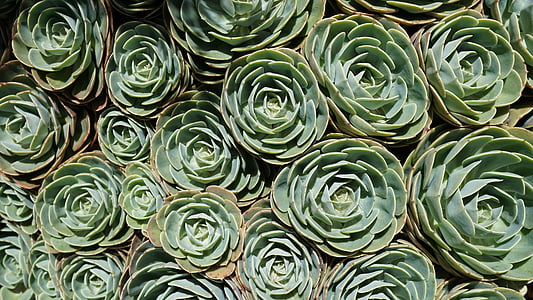 shallow focus photography of green succulent plants thumbnail