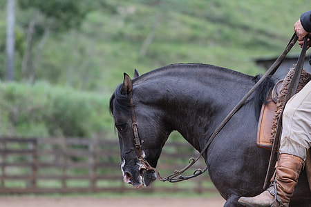 person in gray denim pants riding black horse thumbnail
