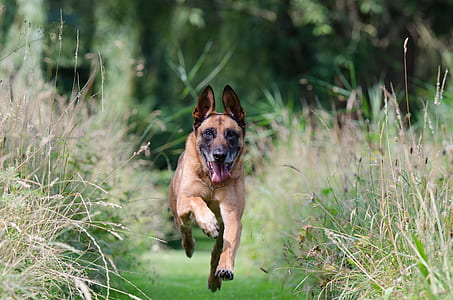 time-lapse photography of adult tan German shepherd running between green grass during daytime thumbnail