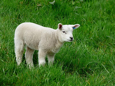 white sheep on grass thumbnail