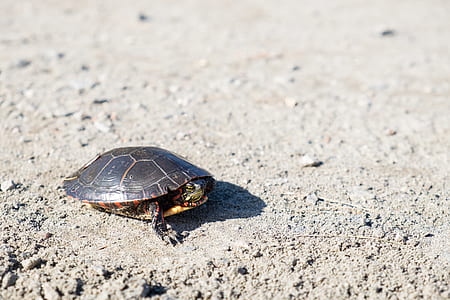 turtle walking on shore during daytime thumbnail