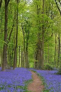 pathway in between purple petaled flower bed and trees thumbnail
