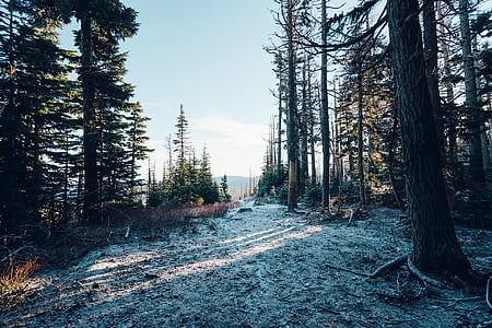 snow covered forest thumbnail