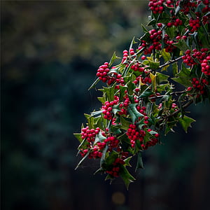 red berry lot shallow focus thumbnail