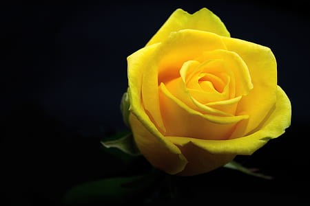 closeup photo of yellow rose thumbnail