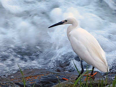white bird time lapse photography thumbnail