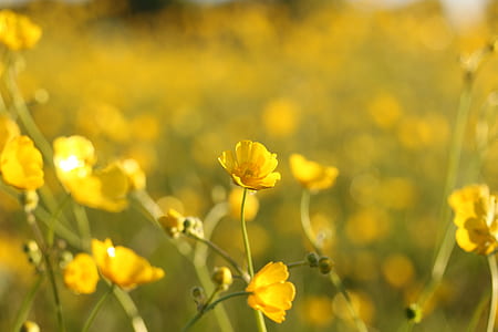 bokeh photography of yellow rapeseed flowers thumbnail