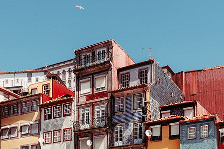 white bird flying over grey and red buildings thumbnail