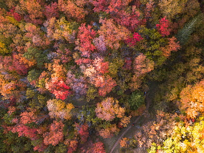 bird's-eye view of assorted-color trees thumbnail