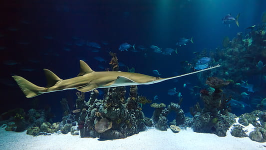 gray stingray underwater thumbnail