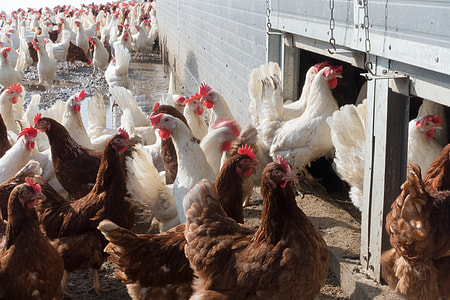 flock of white and brown chicken thumbnail
