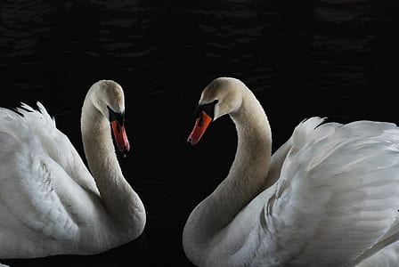 two white ducks thumbnail
