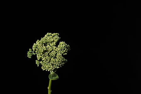 green leafed plant thumbnail
