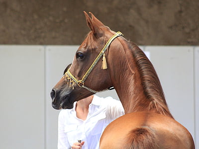 brown horse thumbnail