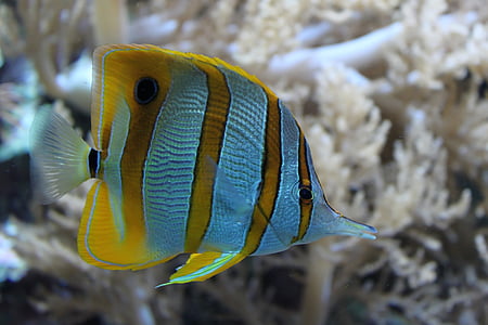 yellow and white fish thumbnail