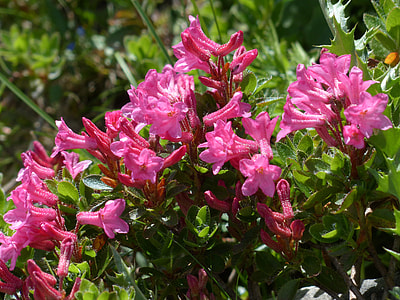 Ciliated Alpenrose, Flowers thumbnail