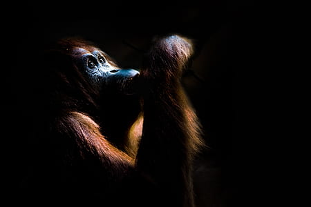 selective photography of brown orangutan thumbnail