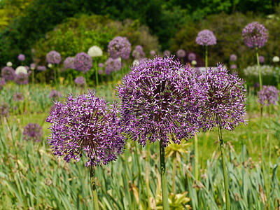 Purple allium flowers in bloom in garden. thumbnail