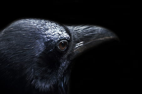 shallow focus of hawk thumbnail