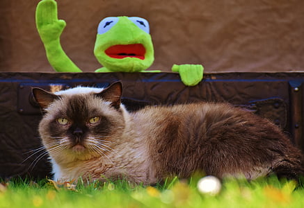 short-fur brown and white cat on green grass thumbnail