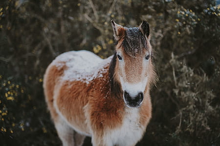 brown horse thumbnail
