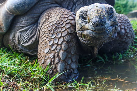 Closeup Photo of Galapagos Tortoise thumbnail