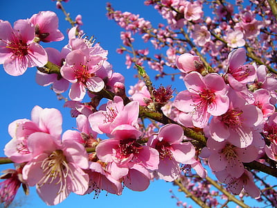 selective focus photography of pink petaled flower thumbnail