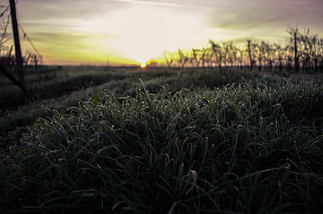green grass field during sunrise thumbnail