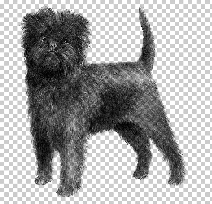 Affenpinscher Griffon Bruxellois German Pinscher Wire Hair Fox