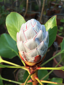 Protea Cynaroides, South Africa thumbnail