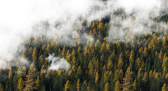 aerial photography of green and yellow trees covered with white clouds thumbnail