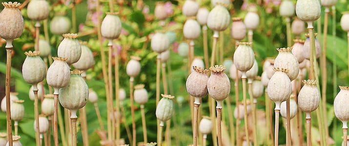 white flowers thumbnail