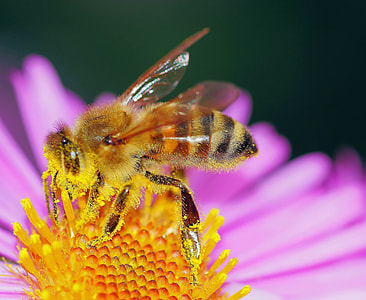 yellow and brown hornet on purple petaled flower thumbnail