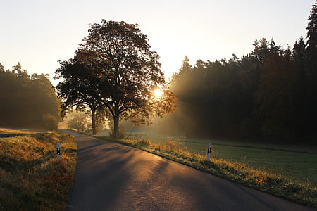 gray asphalt road near green tree thumbnail