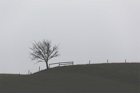 brown tree near grass field during daytime thumbnail