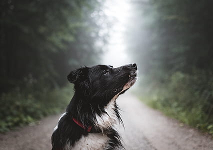 adult black and white border collie on unpaved road surrounded with trees thumbnail