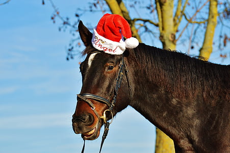 brown horse wearing red and white santa hat at daytime thumbnail